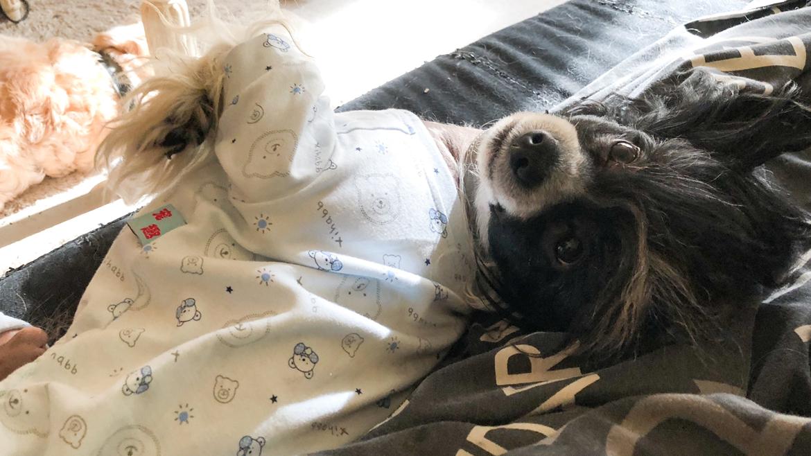 Chinese crested hårløs Jax billede 25