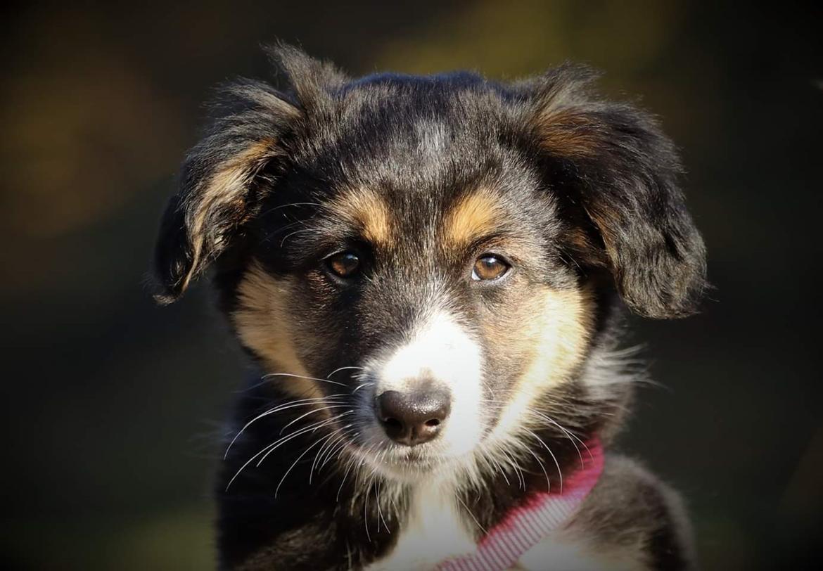 Border collie BeCool  billede 1