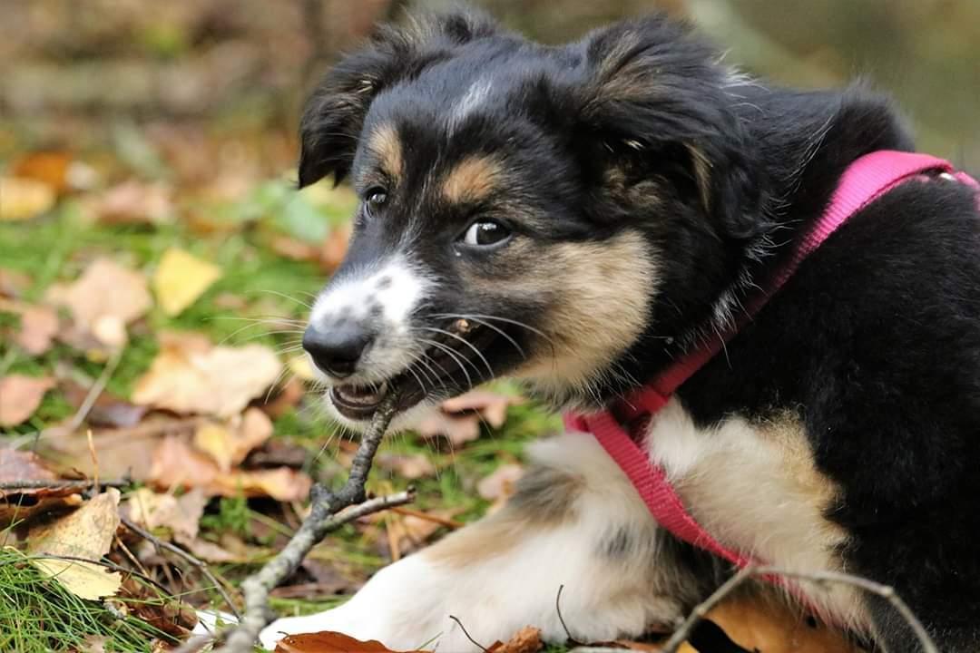 Border collie BeCool  billede 4