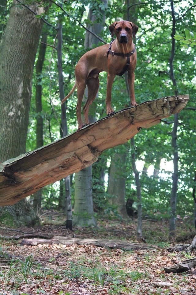 Rhodesian ridgeback Hazinas 7th Galactic  Cosmos "Sam"  billede 16