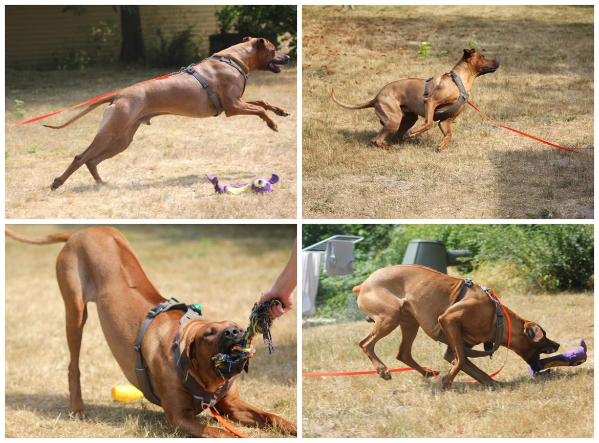 Rhodesian ridgeback Hazinas 7th Galactic  Cosmos "Sam"  billede 15