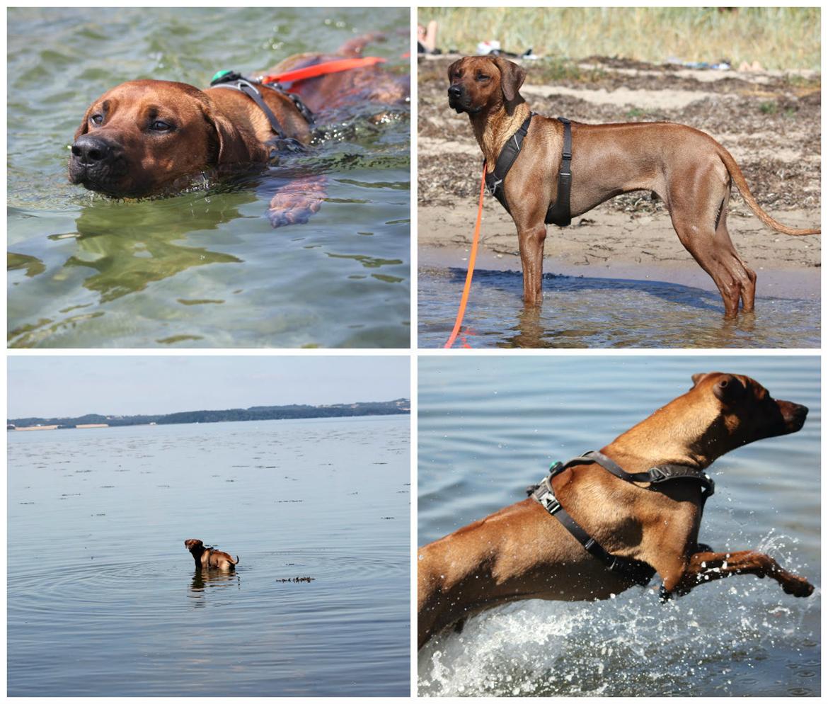 Rhodesian ridgeback Hazinas 7th Galactic  Cosmos "Sam"  billede 43