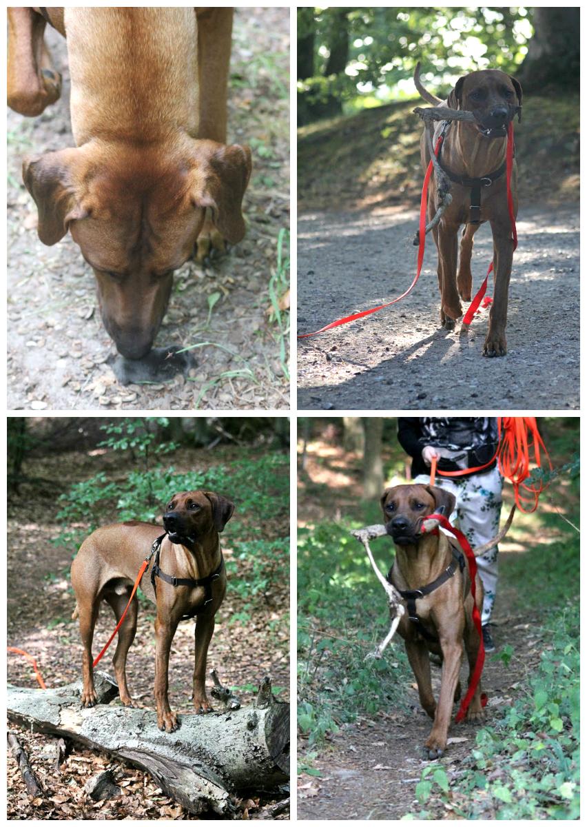 Rhodesian ridgeback Hazinas 7th Galactic  Cosmos "Sam"  billede 47