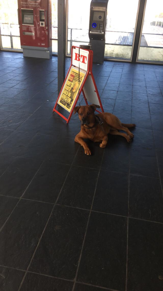 Blanding af racer Arnold Arnolde Nold Nolde billede 50