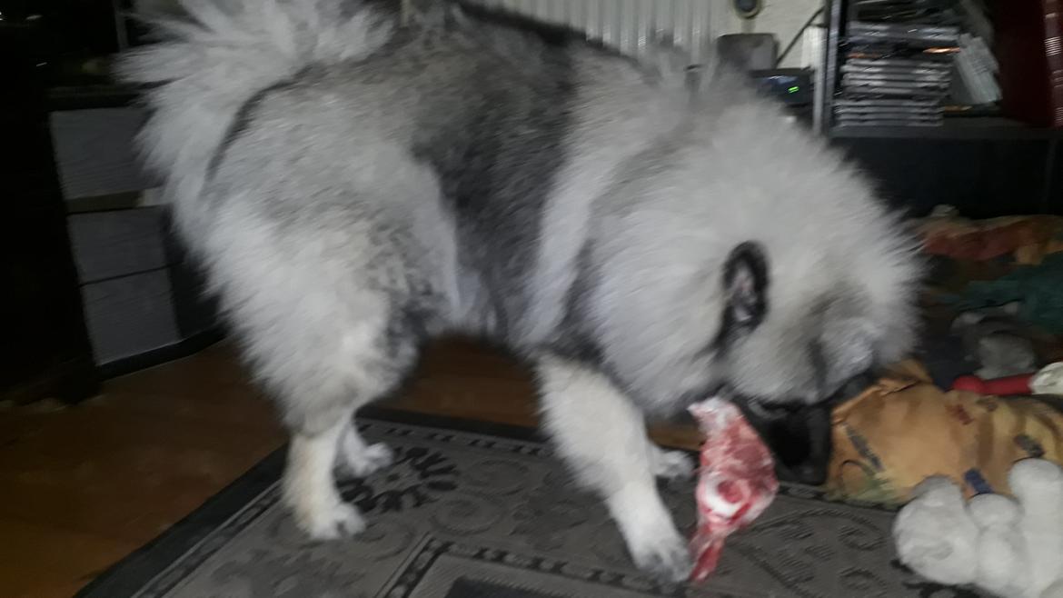 Keeshond Asdis - House of Keesgaard A Silver Past  billede 24