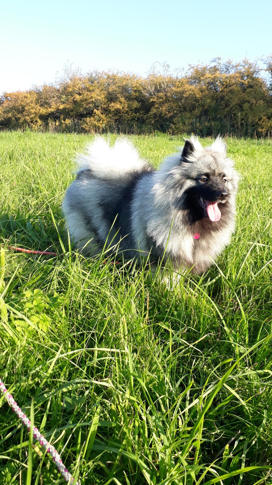 Keeshond Asdis - House of Keesgaard A Silver Past  billede 23