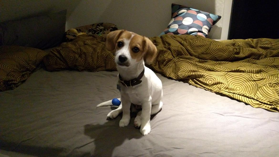 Blanding af racer Han hedder Felix  billede 27