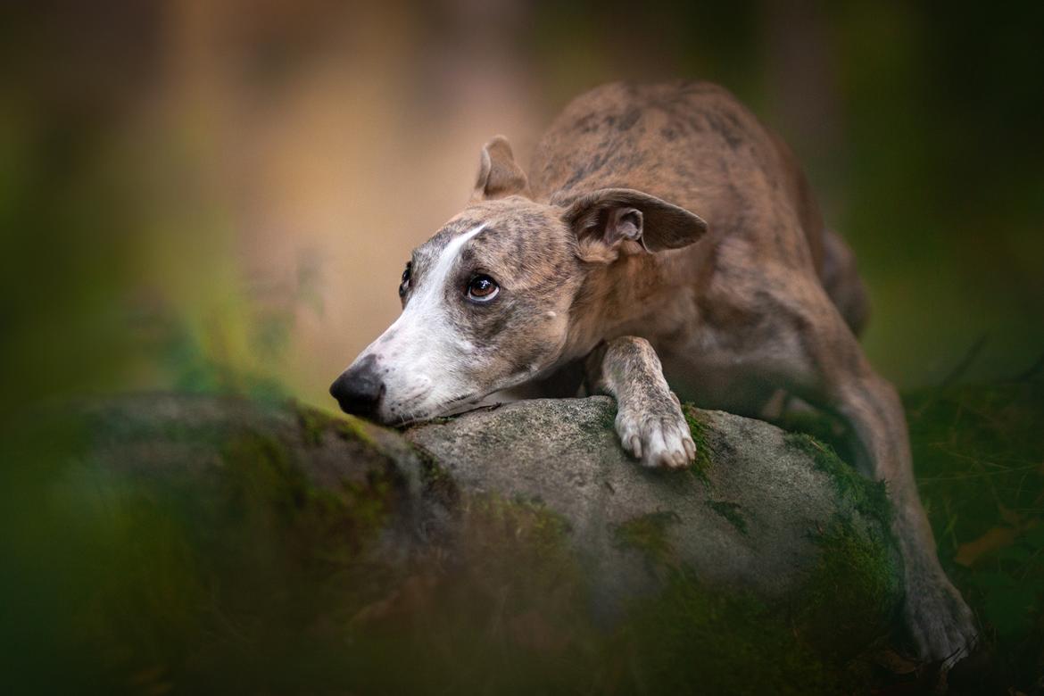 Whippet Silas (Tanalorn Kelvin Knock Out) - Silas 3 år billede 1