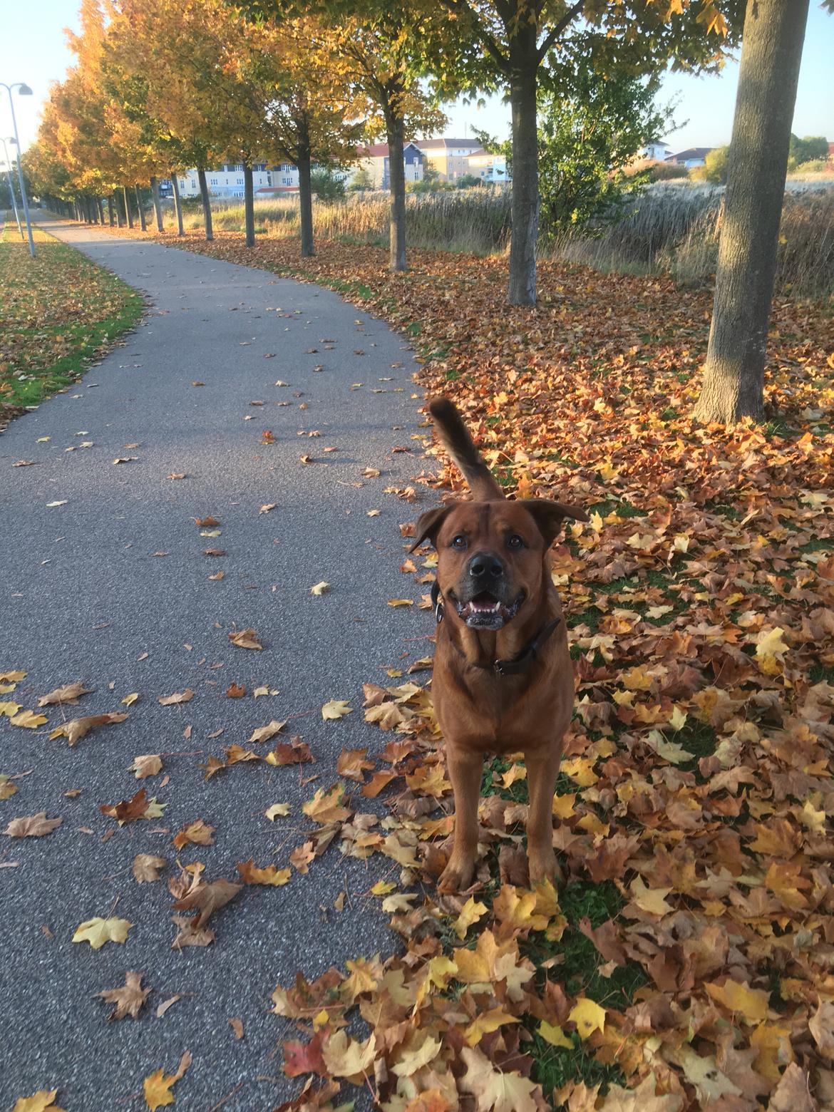 Blanding af racer Arnold Arnolde Nold Nolde billede 44