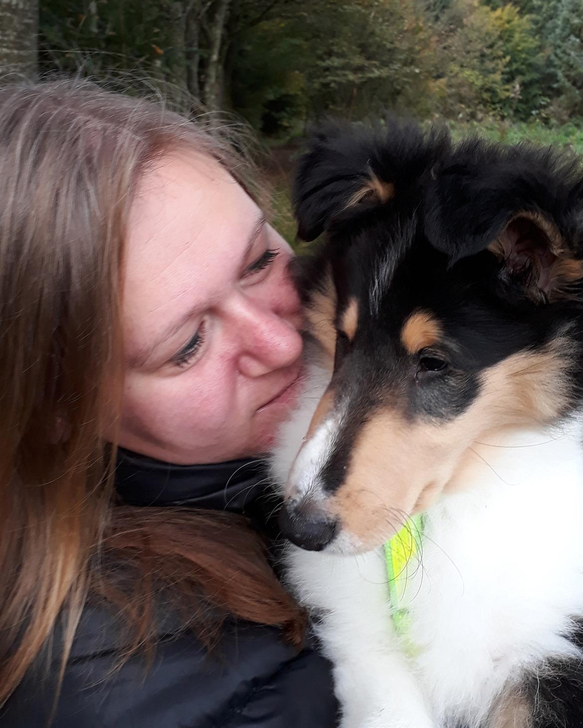 Collie langhåret Lassies Oh What An Onyx (Himmelhund) billede 8