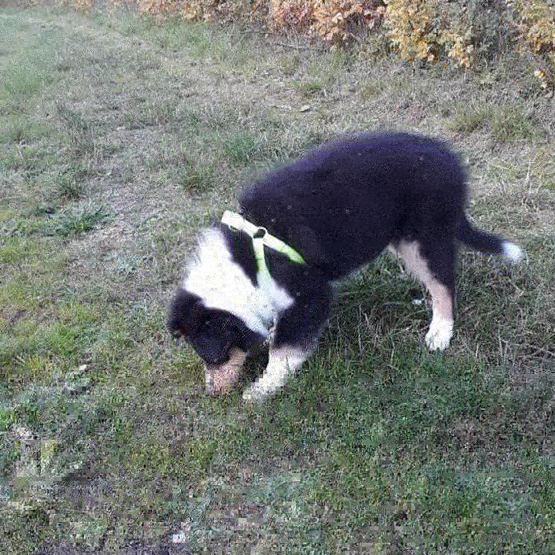 Collie langhåret Lassies Oh What An Onyx (Himmelhund) billede 9