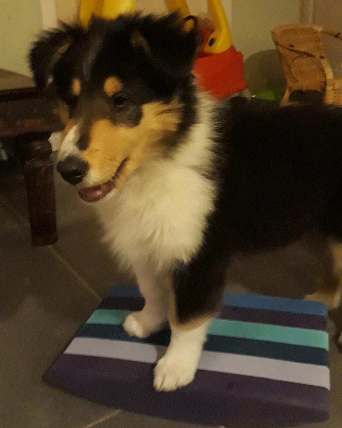 Collie langhåret Lassies Oh What An Onyx (Himmelhund) billede 10