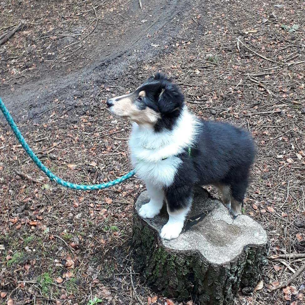 Collie langhåret Lassies Oh What An Onyx (Himmelhund) billede 11