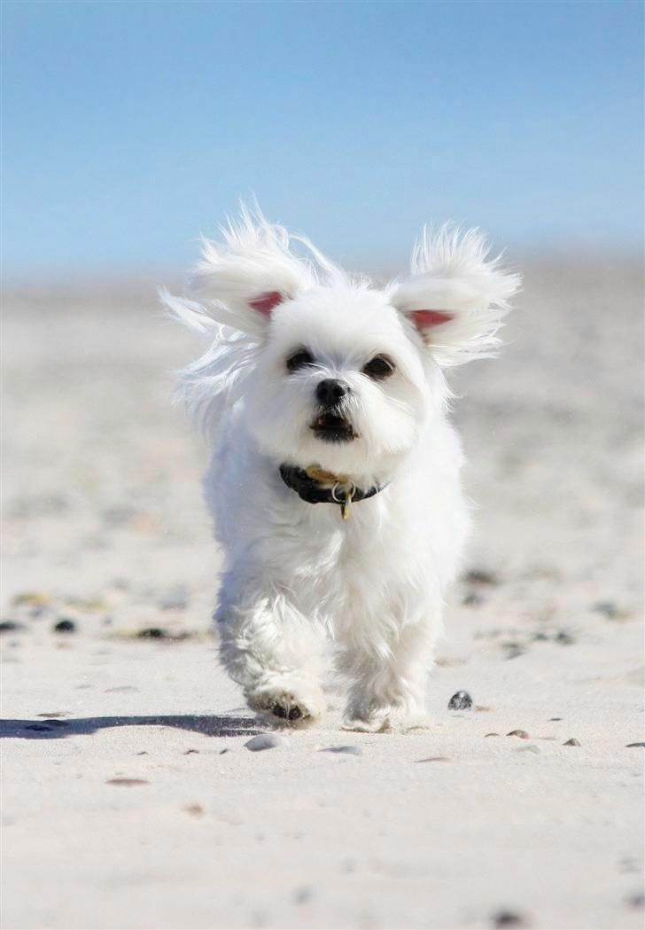 Malteser Cleo (15,5 år) billede 42