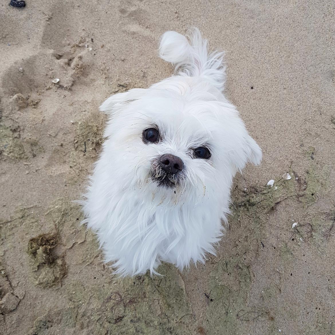 Malteser Cleo (15,5 år) billede 43