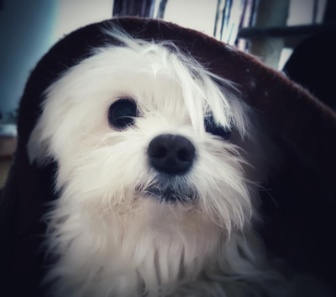 Malteser Cleo (15,5 år) billede 41