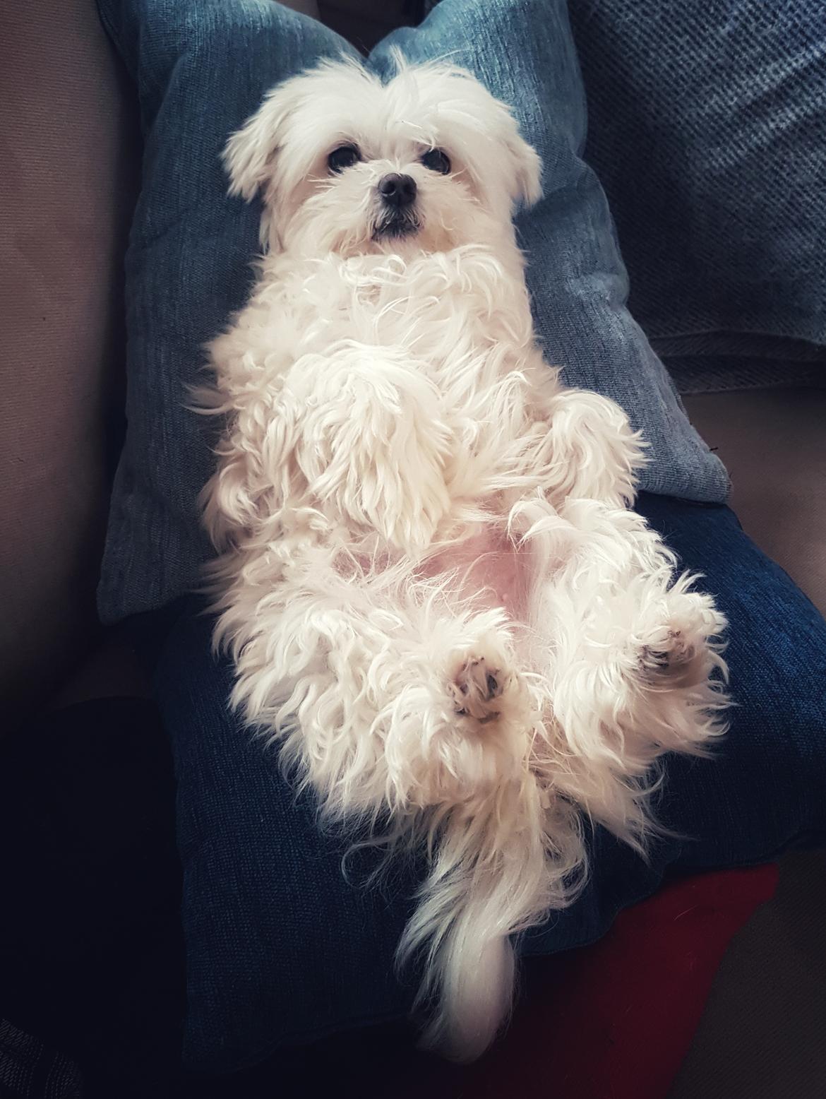 Malteser Cleo (15,5 år) billede 45