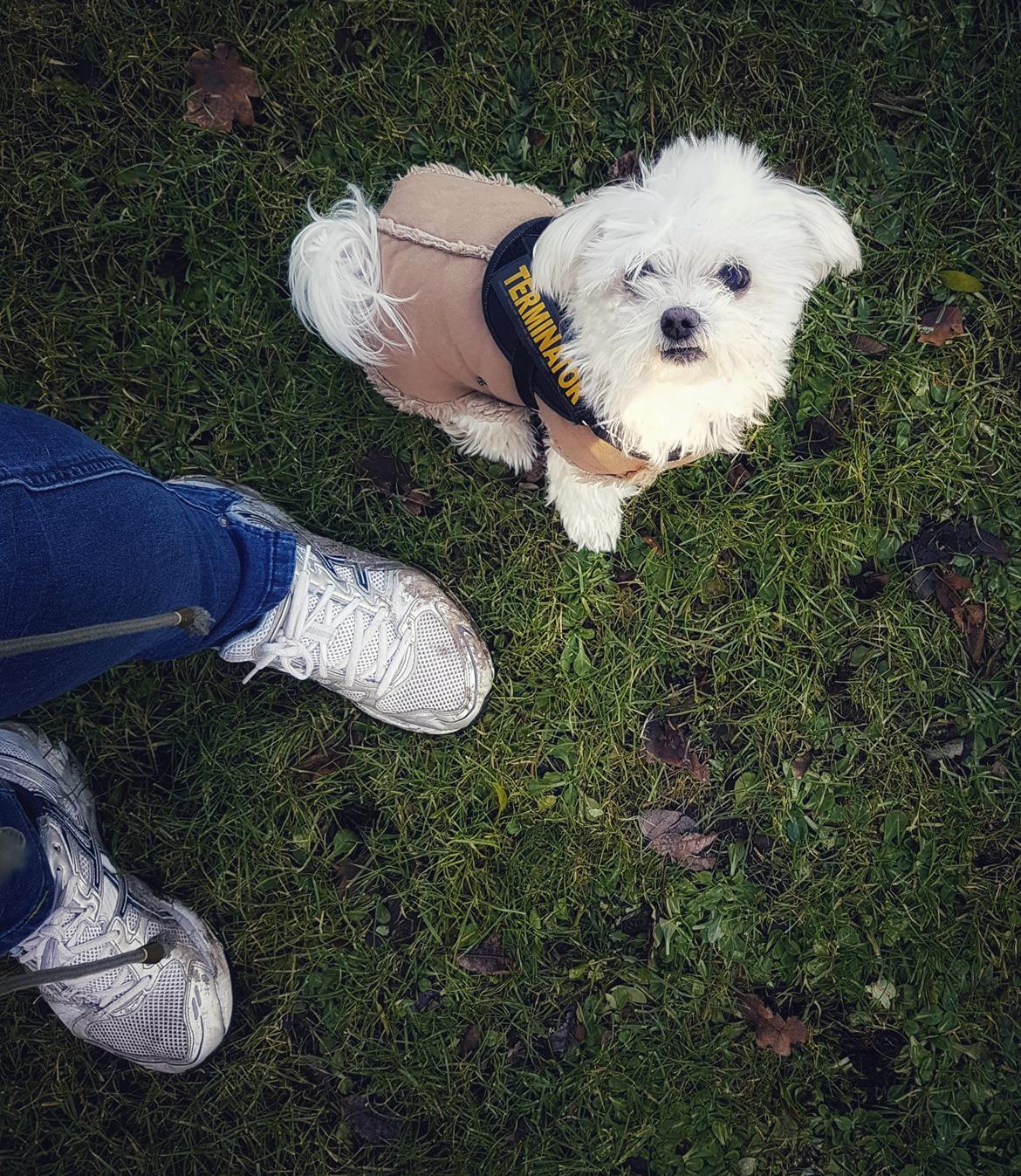 Malteser Cleo (15,5 år) billede 46