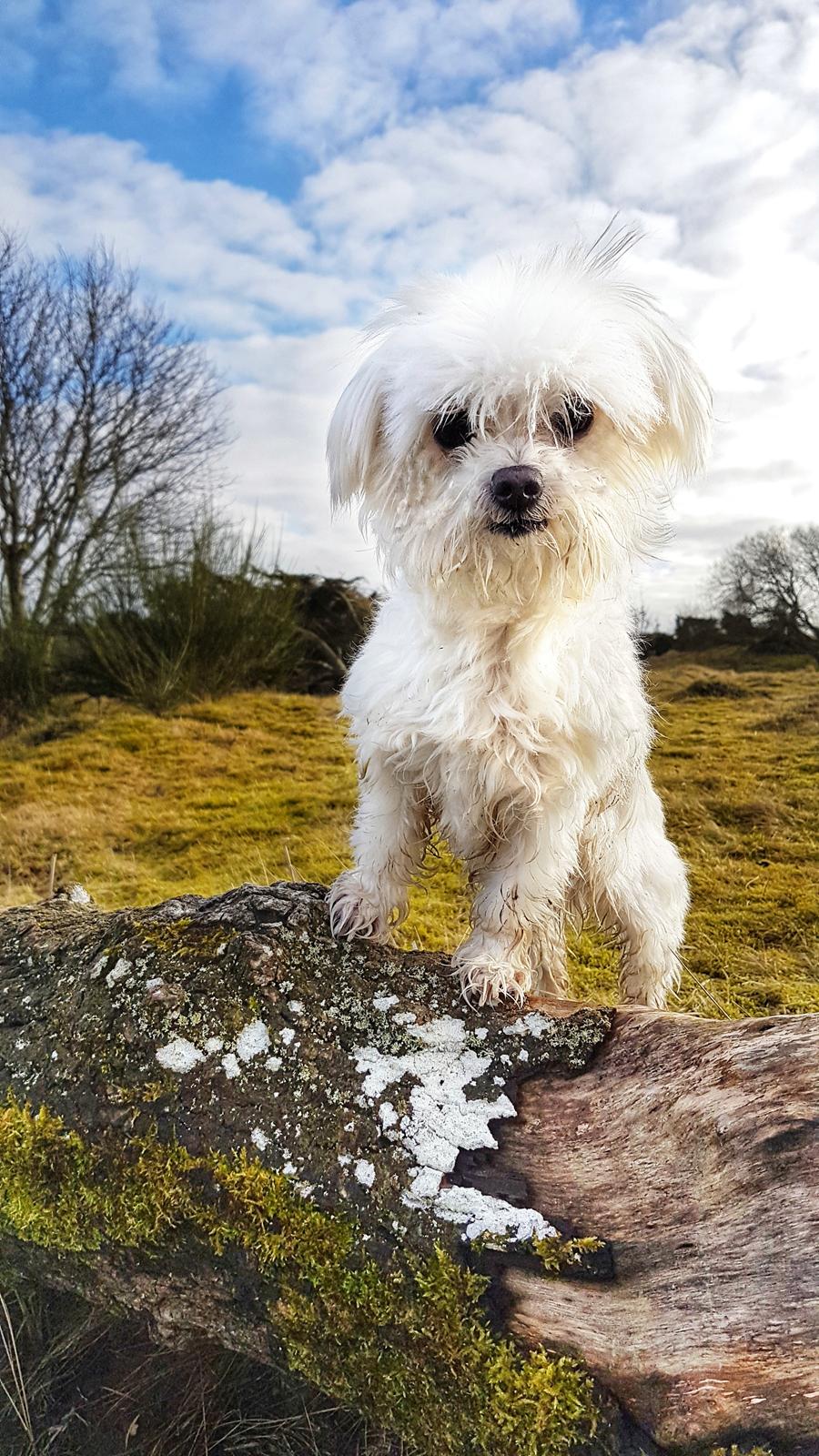 Malteser Cleo (15,5 år) billede 47