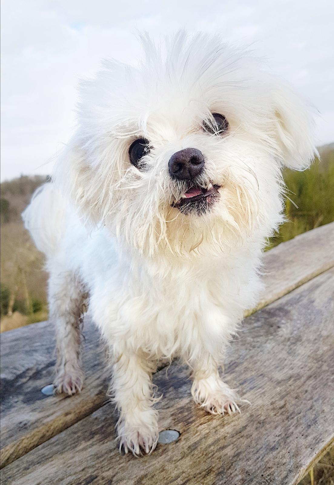 Malteser Cleo (15,5 år) billede 48