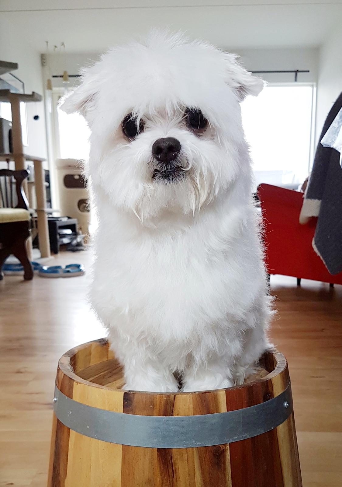 Malteser Cleo (15,5 år) billede 49