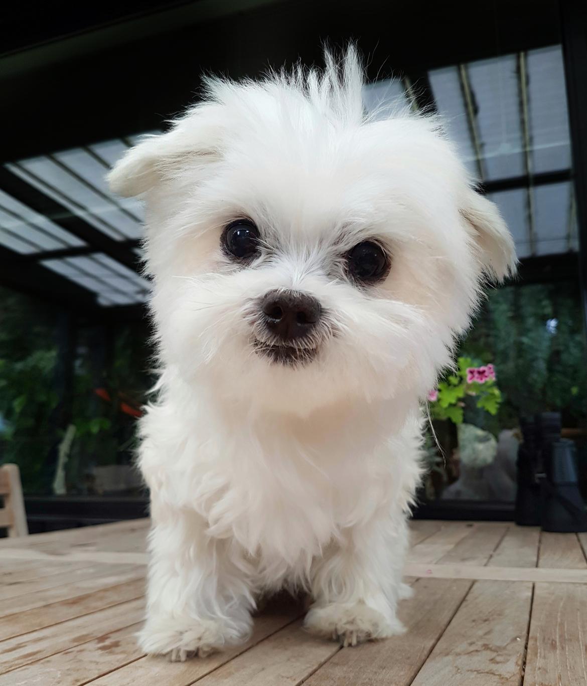 Malteser Cleo (15,5 år) billede 50