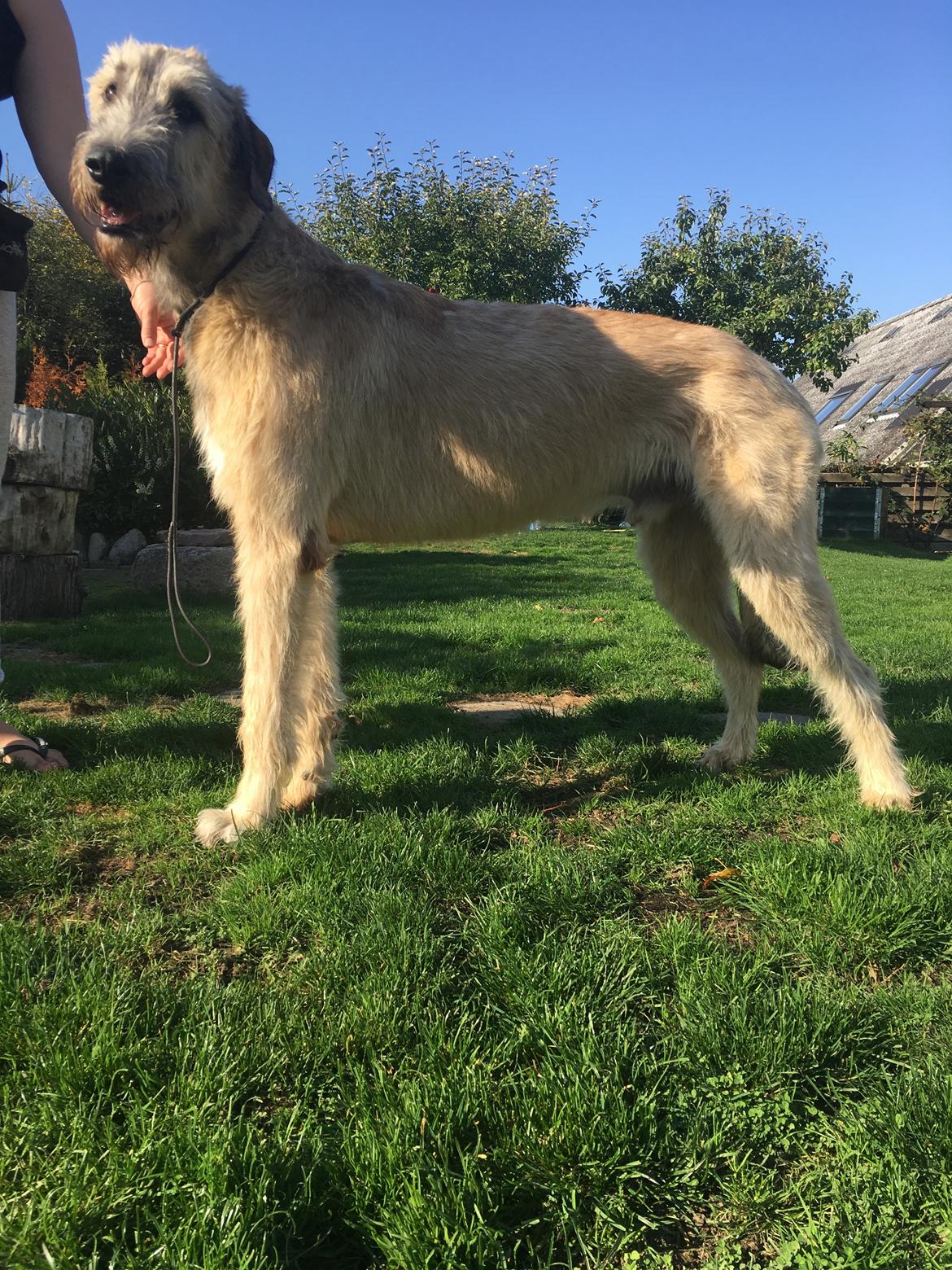 Irsk ulvehund Clonakilty av Black Glacier  aka “Marvin” R.I.P. - 12 mdr billede 4