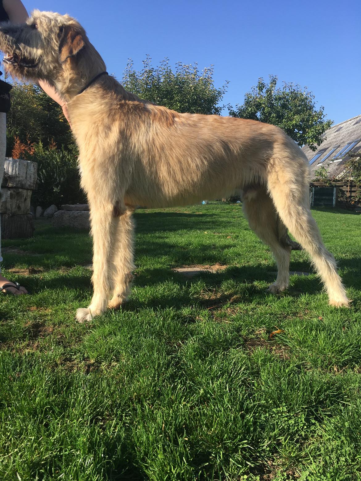 Irsk ulvehund Clonakilty av Black Glacier  aka “Marvin” R.I.P. - 12 mdr billede 3