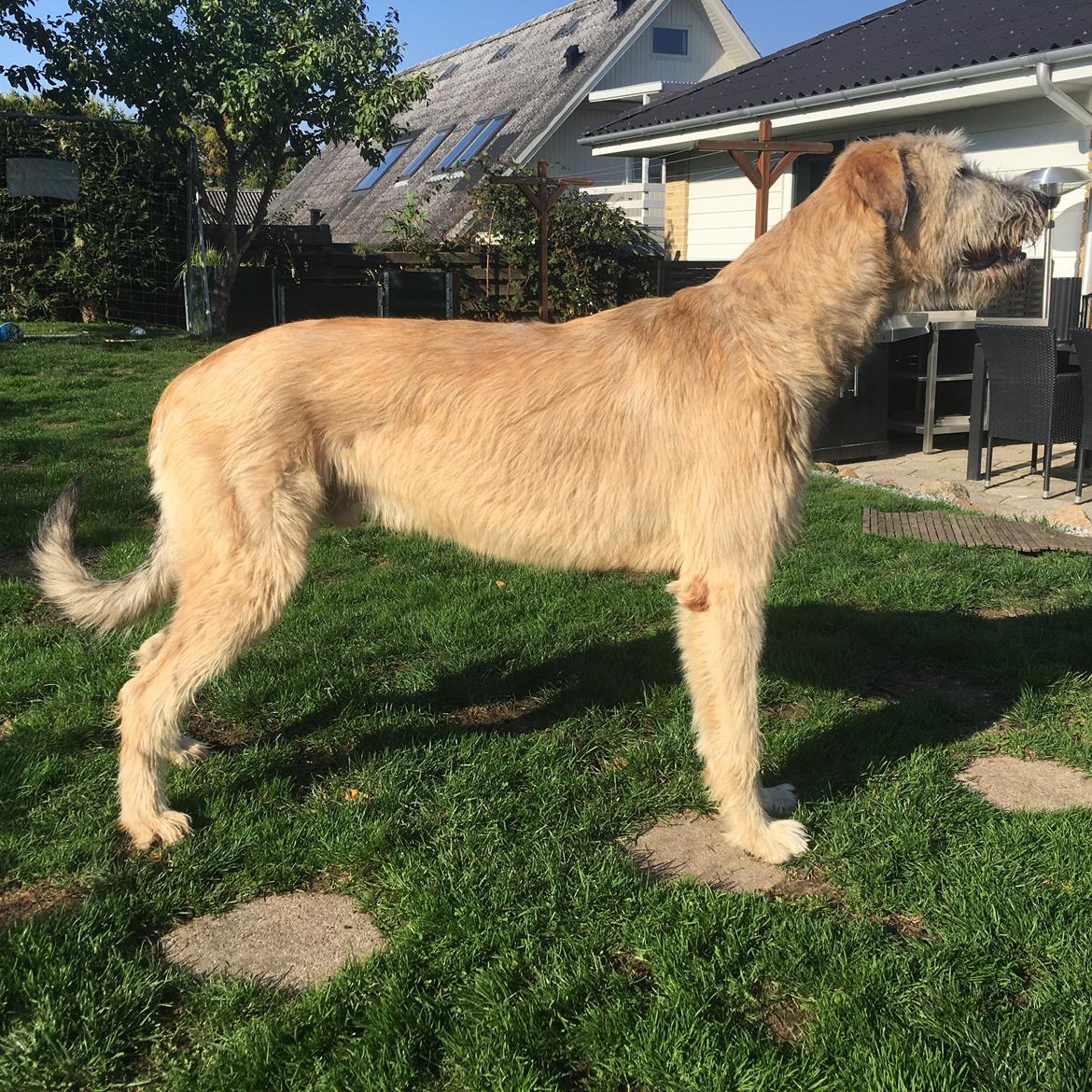 Irsk ulvehund Clonakilty av Black Glacier  aka “Marvin” R.I.P. - 12 mdr billede 2