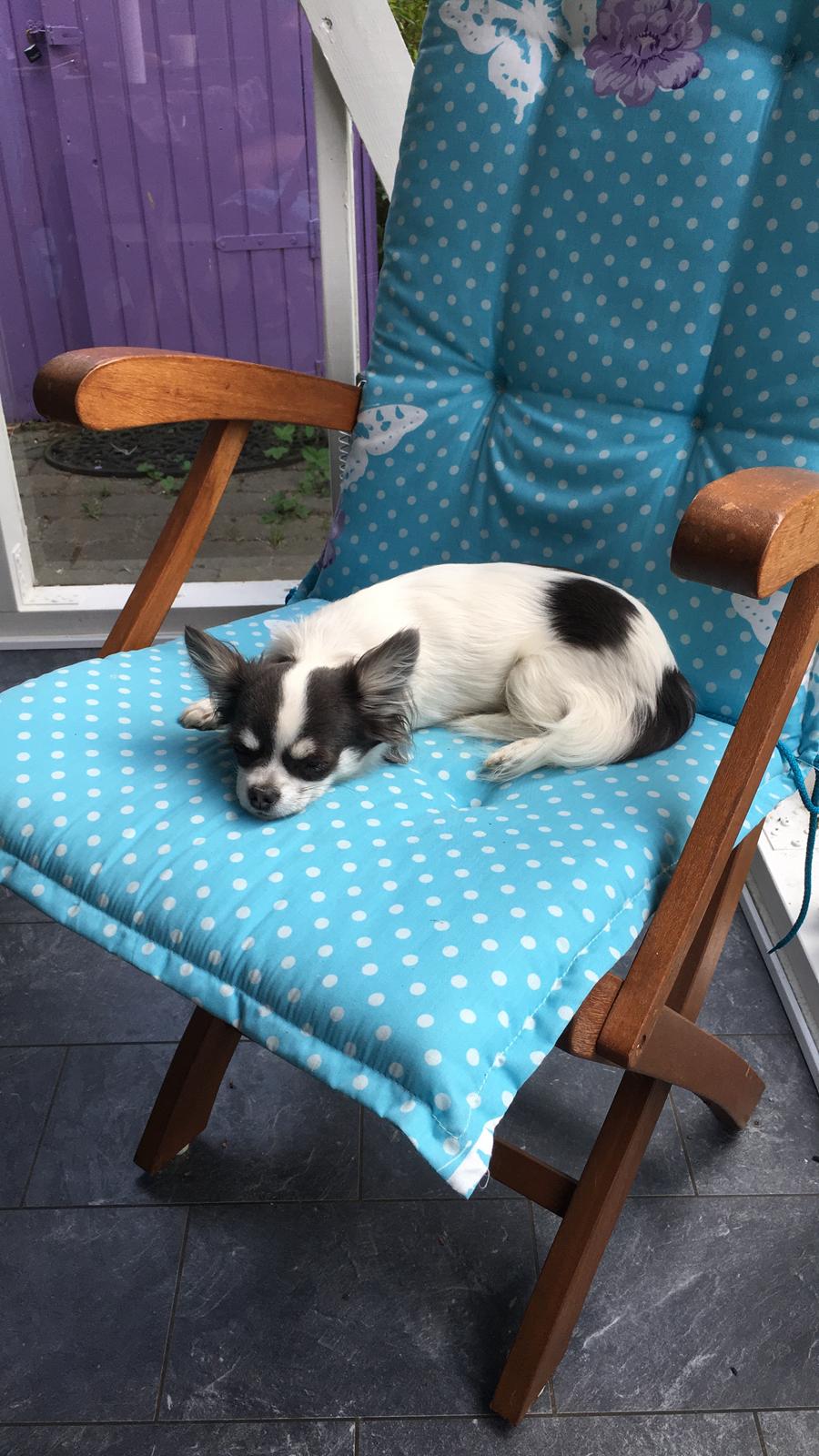 Chihuahua Trolle billede 4