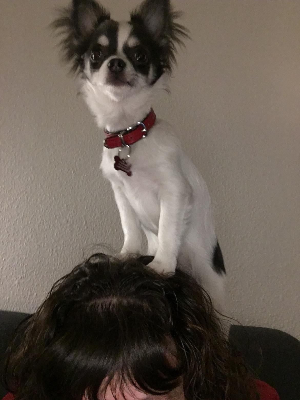 Chihuahua Trolle billede 1