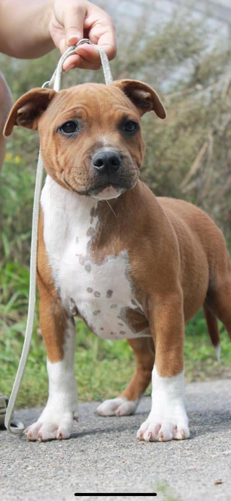 Staffordshire bull terrier Uzi billede 2