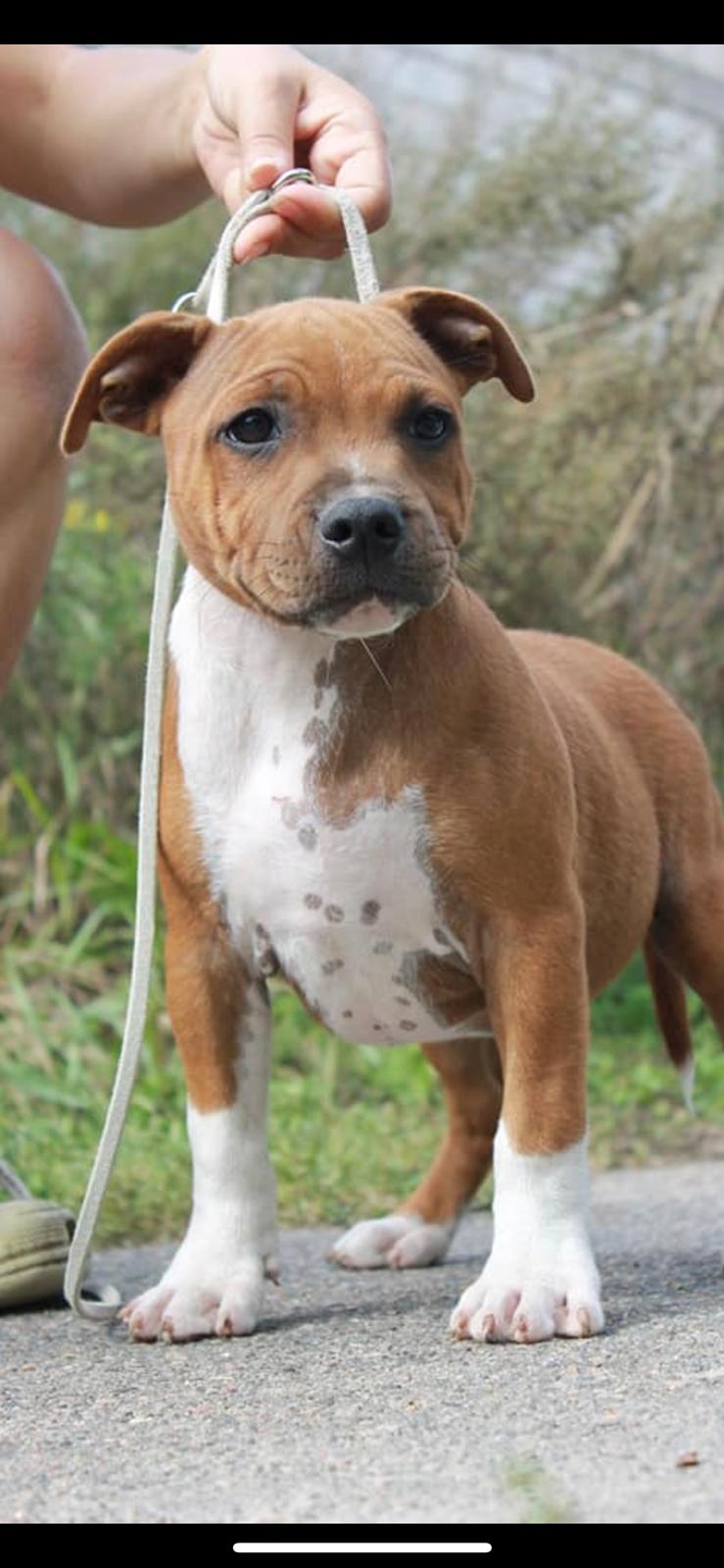 Staffordshire bull terrier Uzi billede 3
