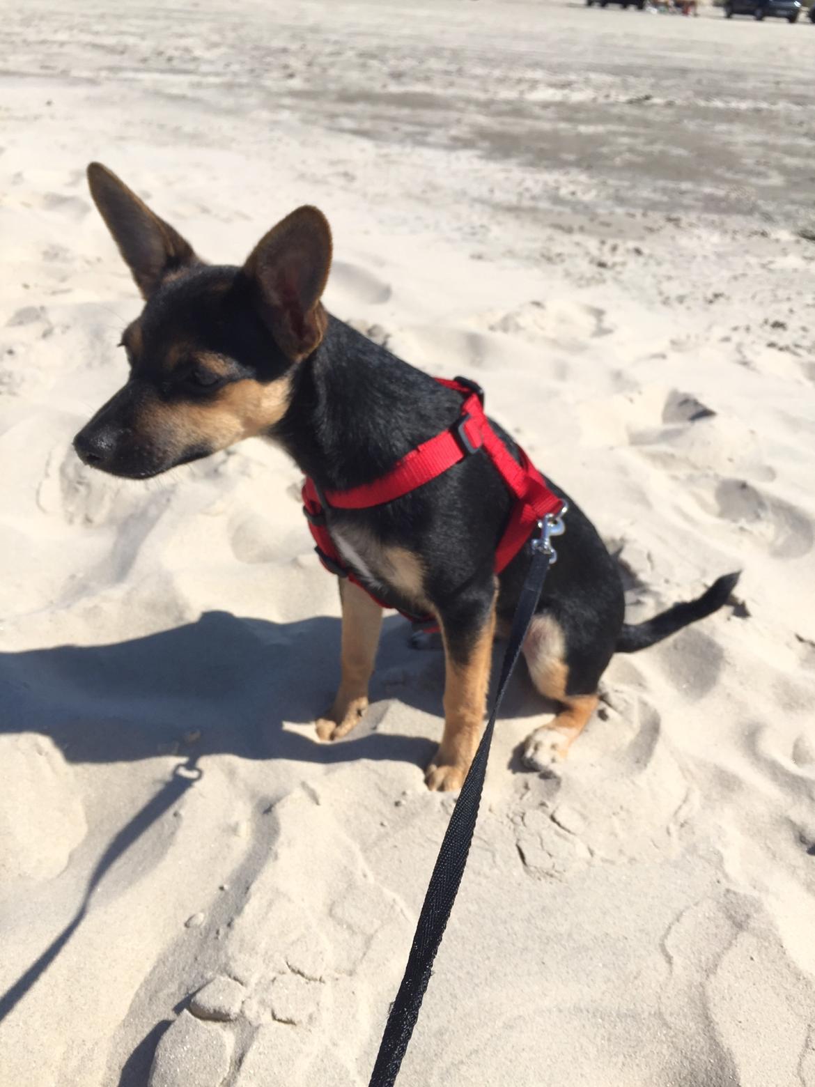 Blanding af racer Ronja Røverdatter billede 2