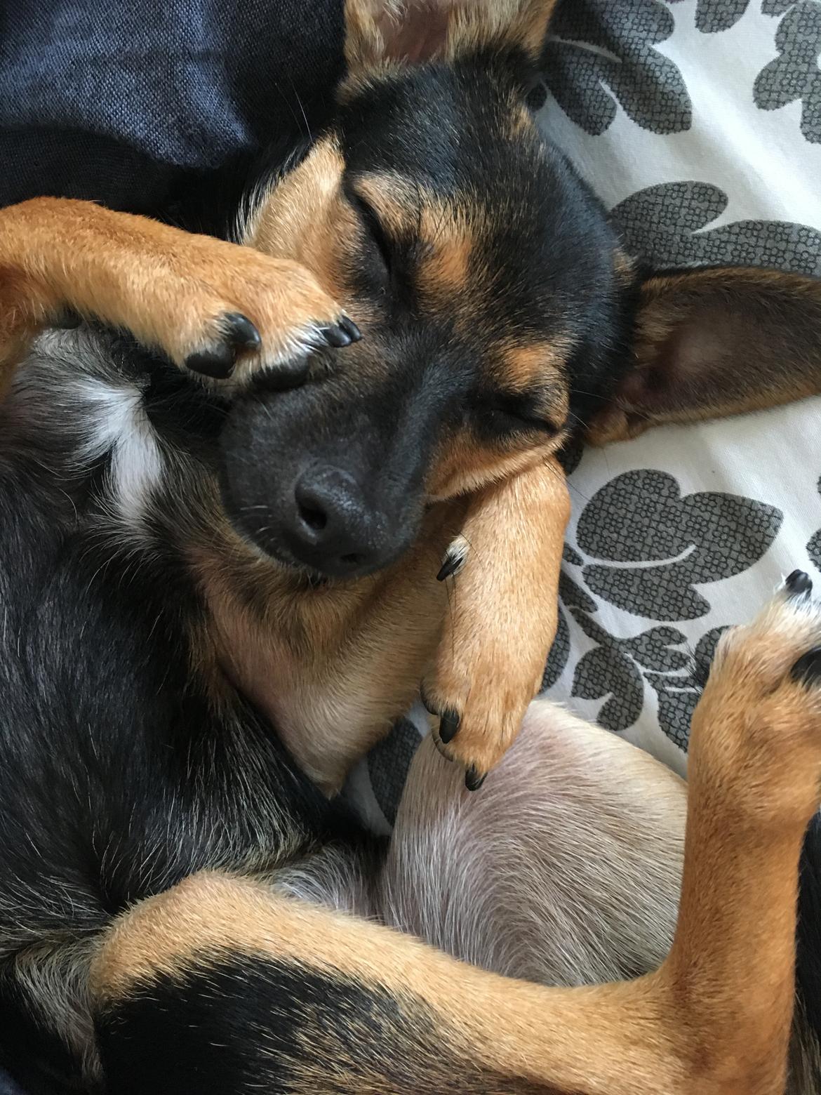 Blanding af racer Ronja Røverdatter billede 8