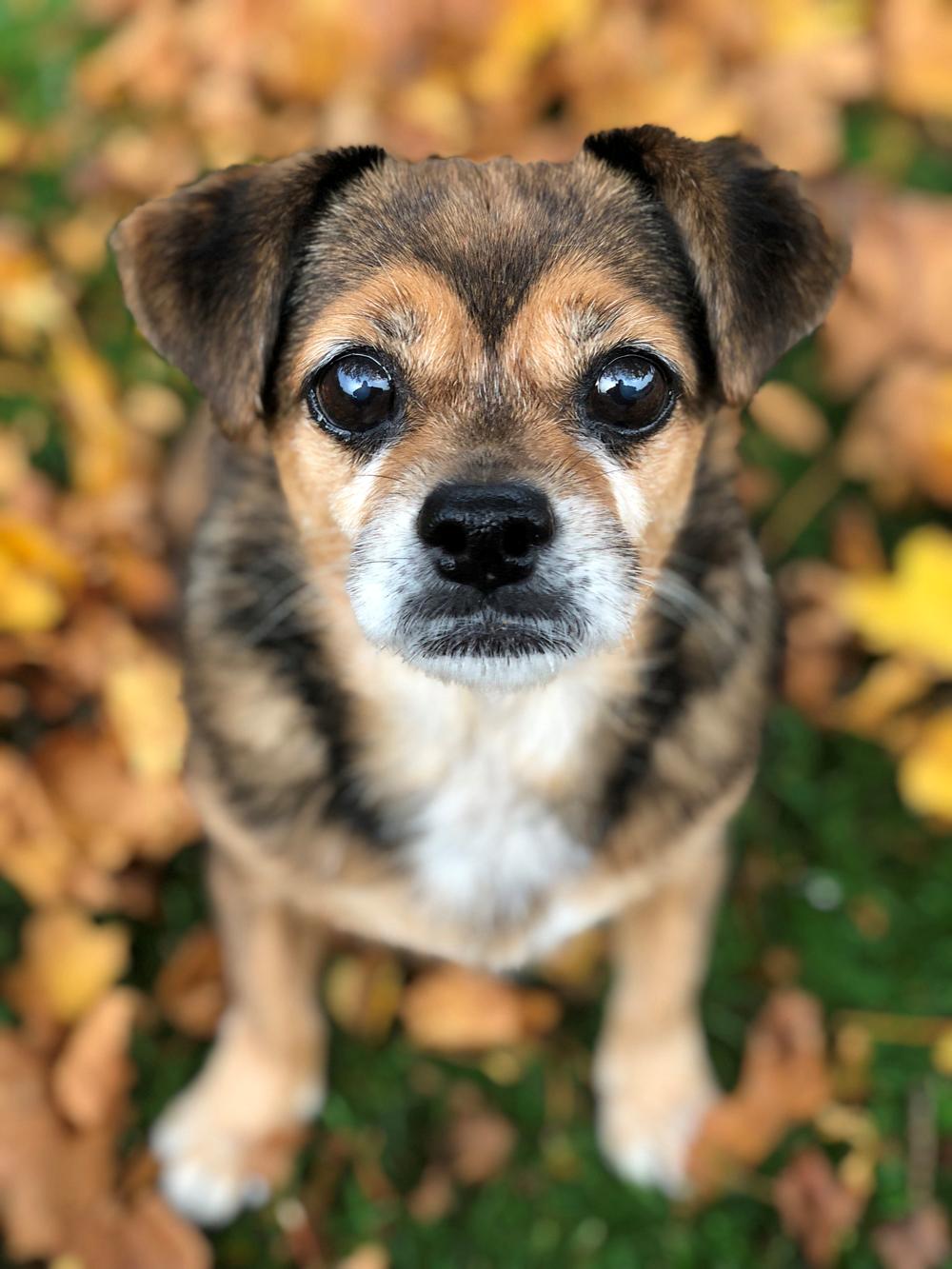 Blanding af racer Lilly - Oktober 2018 billede 6