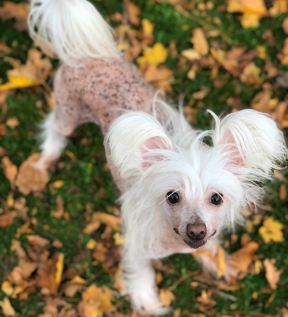 Chinese crested hårløs Silas - Oktober 2018 billede 3