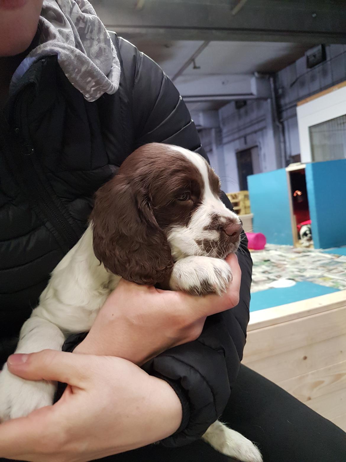 Field Trial Springer Spaniel Taco - Taco første gang vi så på ham. billede 1