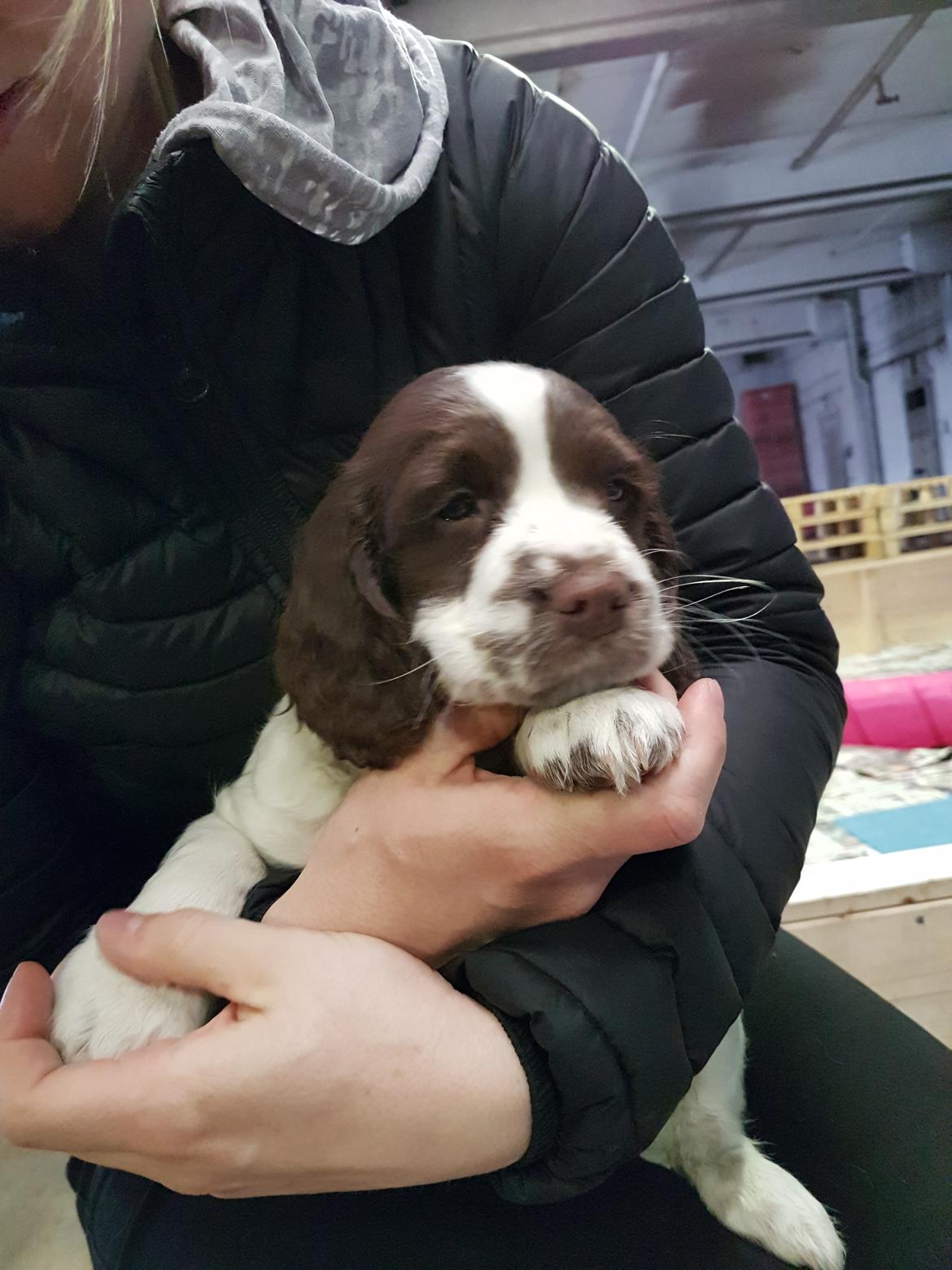 Field Trial Springer Spaniel Taco - Taco første gang vi så på ham. billede 3