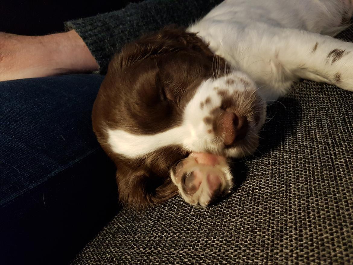 Field Trial Springer Spaniel Taco - Første dag hjemme. billede 4