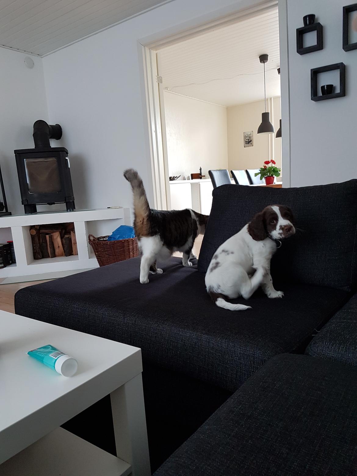 Field Trial Springer Spaniel Taco - Ved at lære katten at kende. billede 5