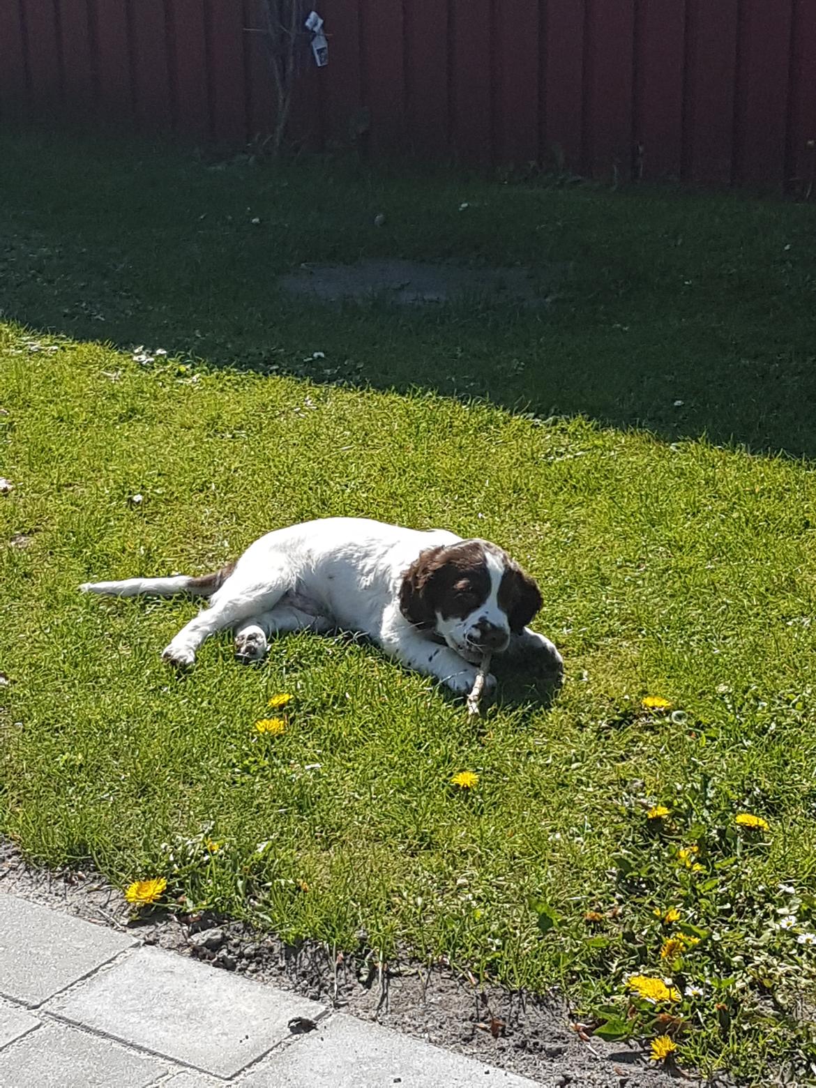 Field Trial Springer Spaniel Taco - Ude i haven for at lære at gå i snor. billede 8
