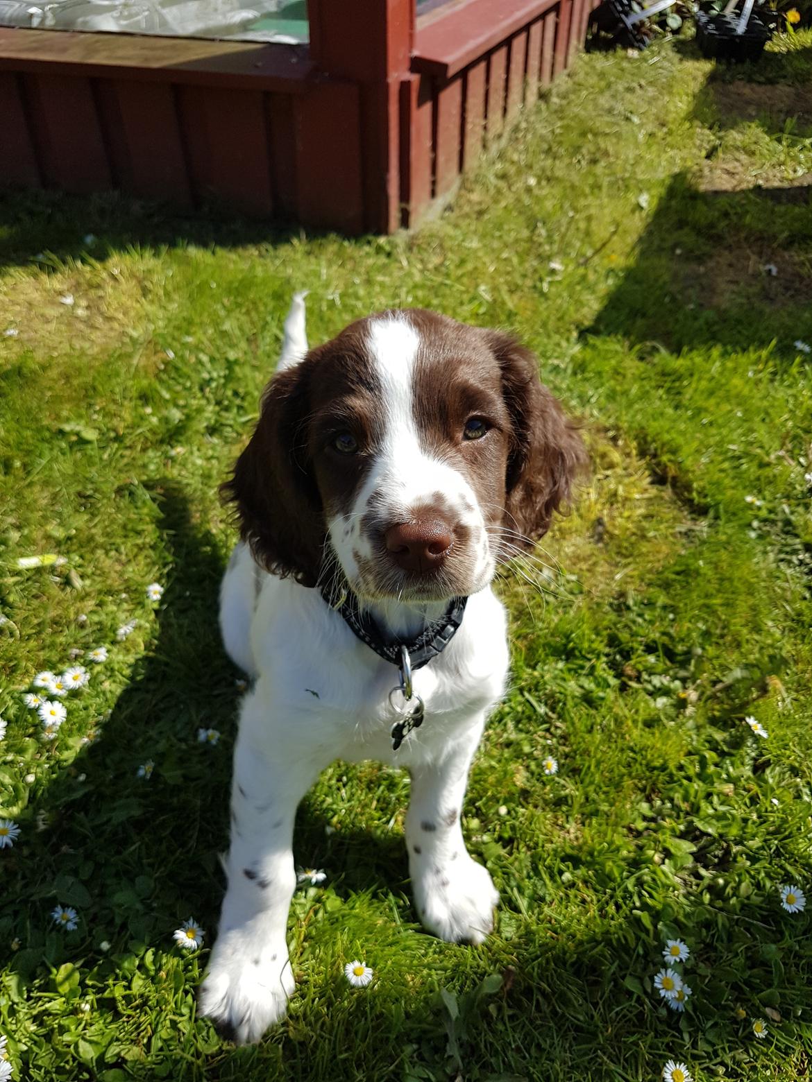 Field Trial Springer Spaniel Taco - Ude i haven for at lære at gå i snor. billede 9