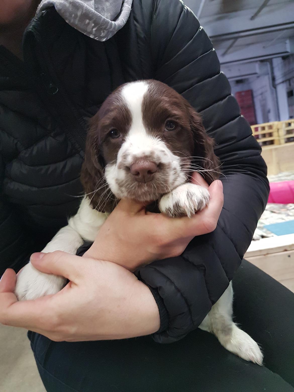 Field Trial Springer Spaniel Taco - Taco første gang vi så på ham. billede 2