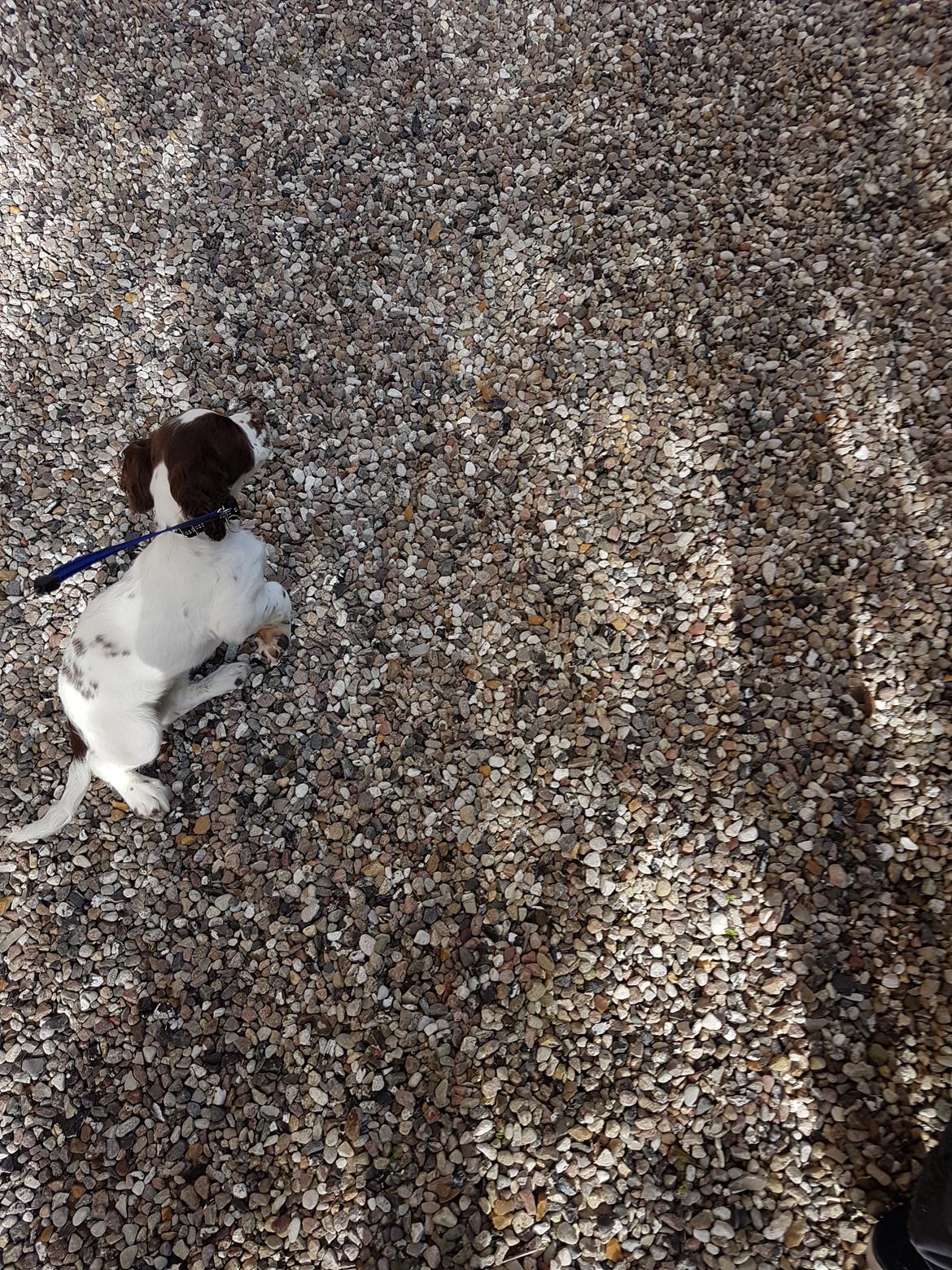 Field Trial Springer Spaniel Taco - Ude i haven for at lære at gå i snor. billede 11