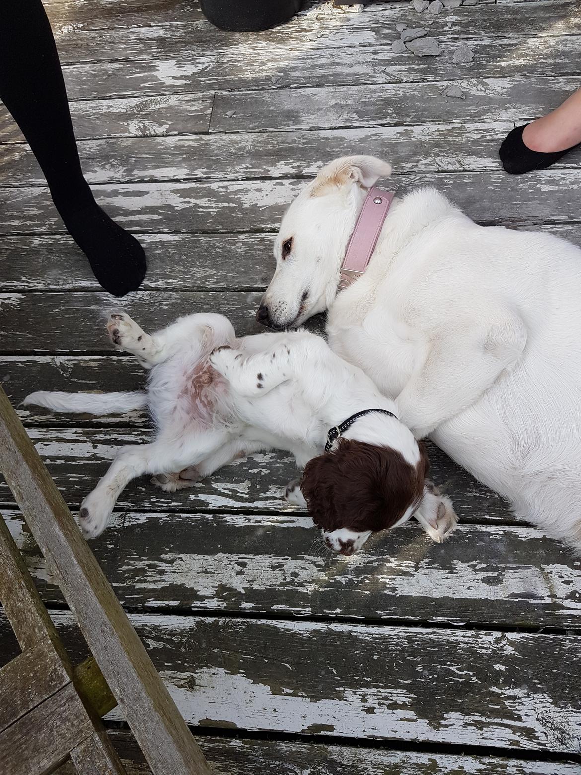 Field Trial Springer Spaniel Taco - En af Taco's bedste veninder. billede 13