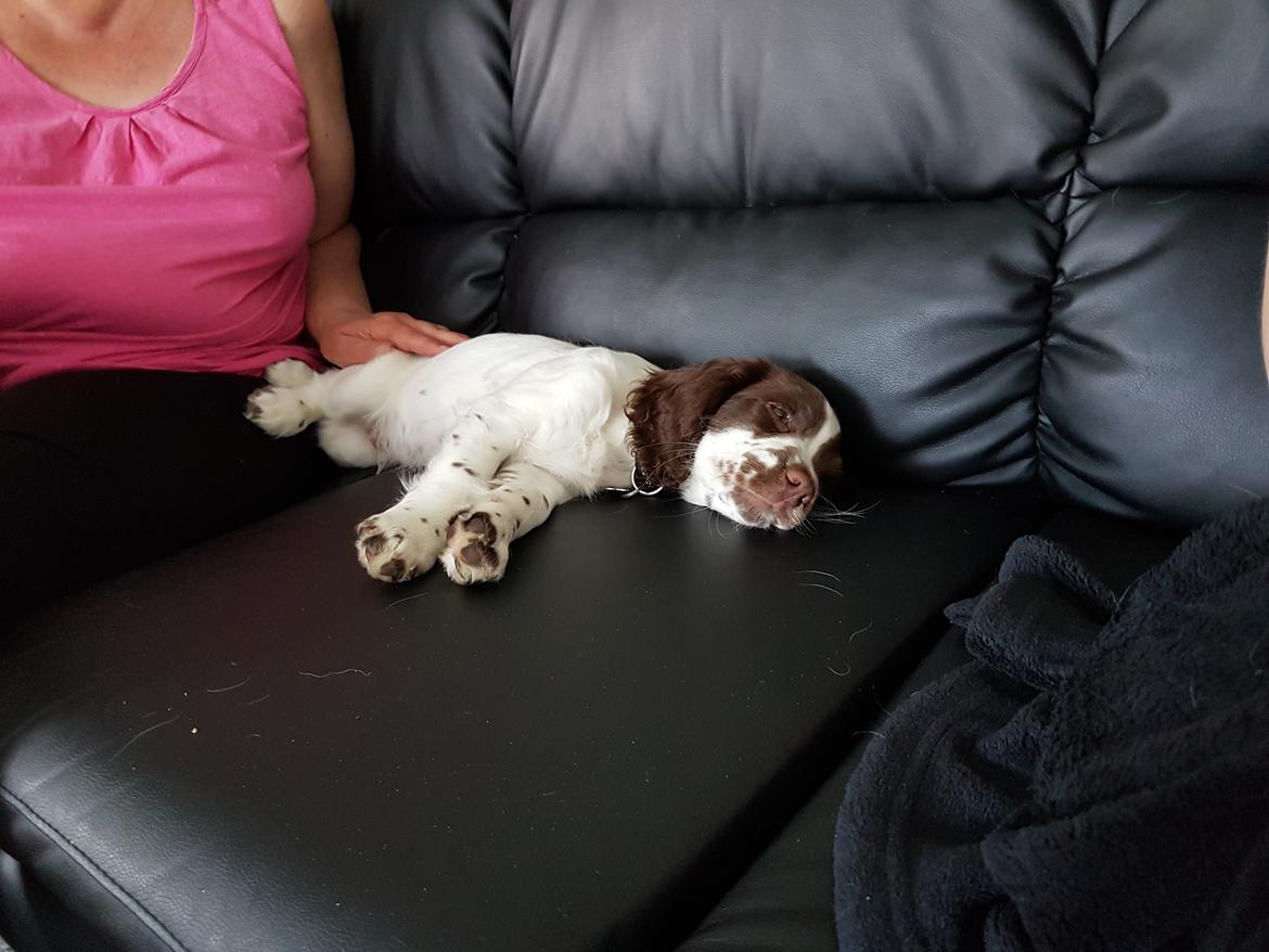 Field Trial Springer Spaniel Taco - Træt.dk billede 15