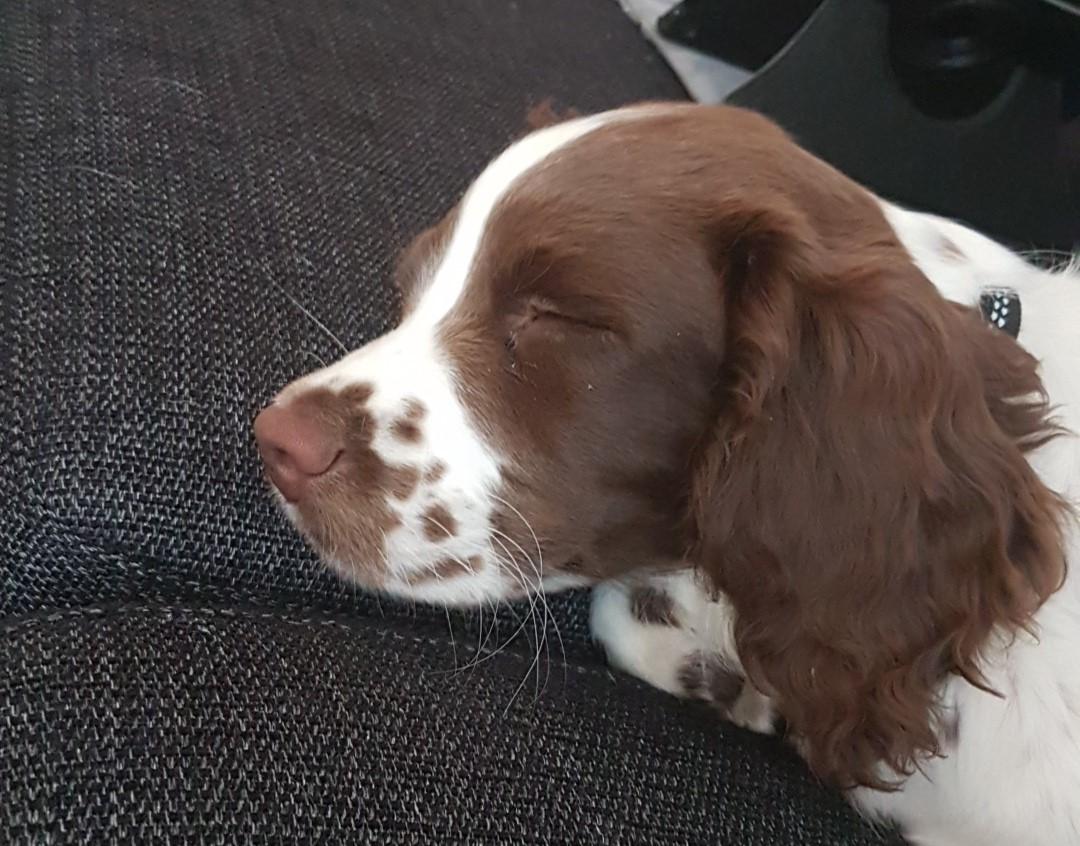 Field Trial Springer Spaniel Taco - Træt.dk billede 16