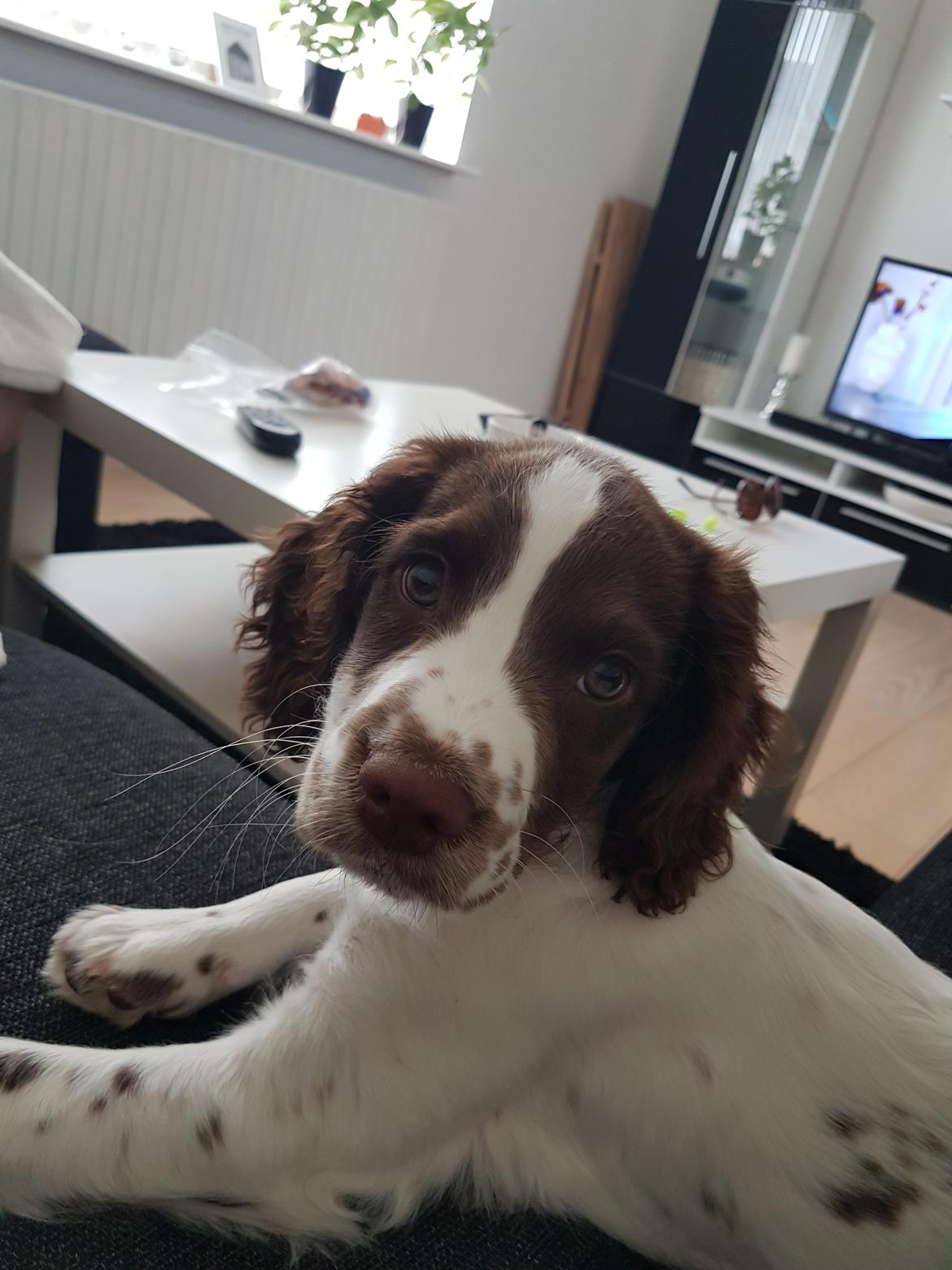 Field Trial Springer Spaniel Taco billede 18