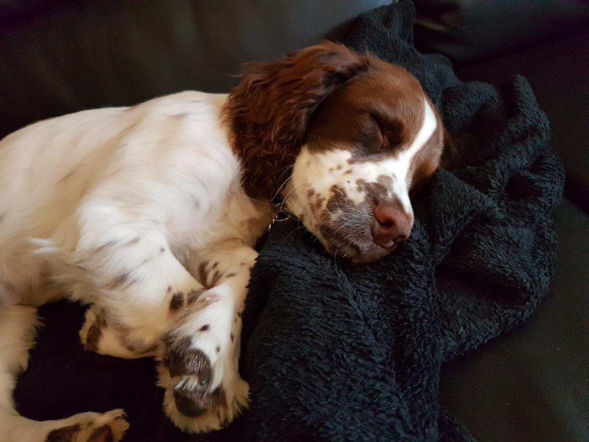 Field Trial Springer Spaniel Taco billede 19